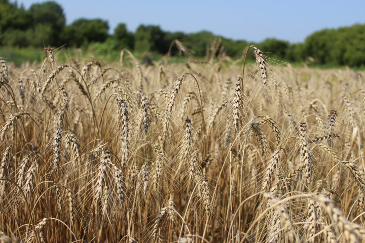 Community Garden Connections