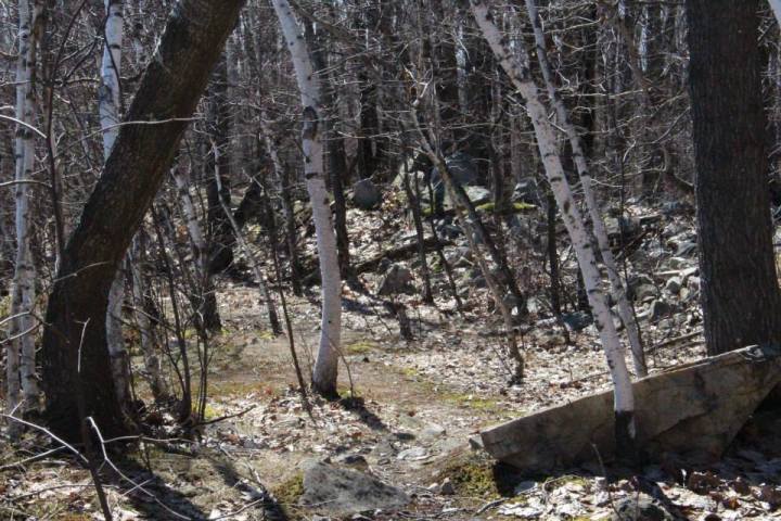 Book Review: Trees of the Goddess by Elen&nbsp;Sentier