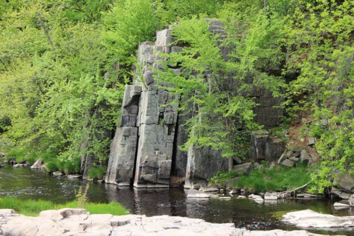 Spring in the&nbsp;Forest