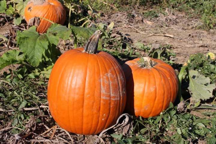 Honoring the Harvest&nbsp;Season
