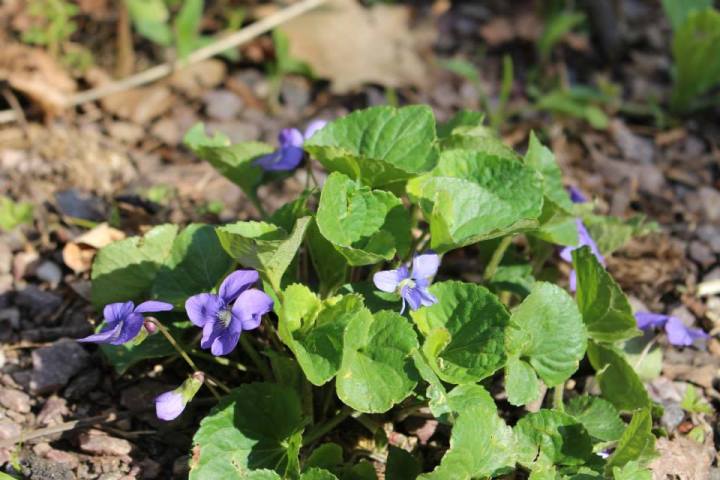 Ovate Journey Begins!