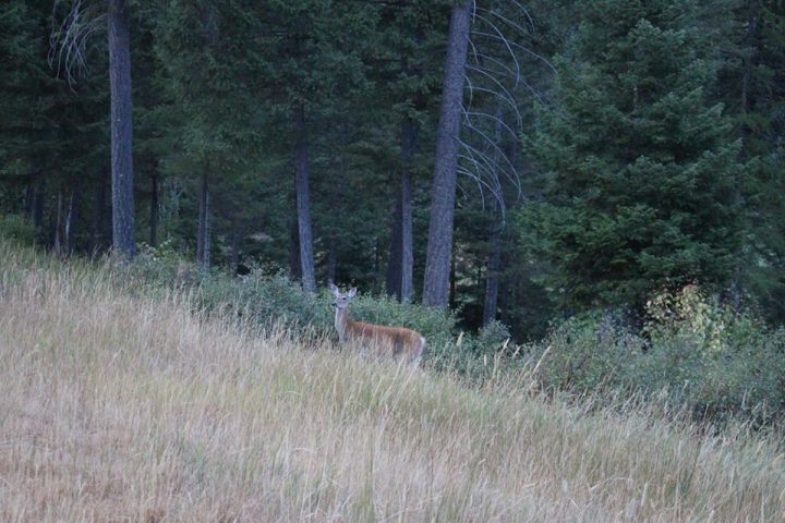 Sweet Nothings on Farm&nbsp;Dreams