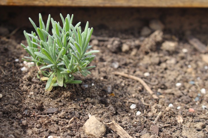 You’ve joined a Community Garden. Now&nbsp;What?