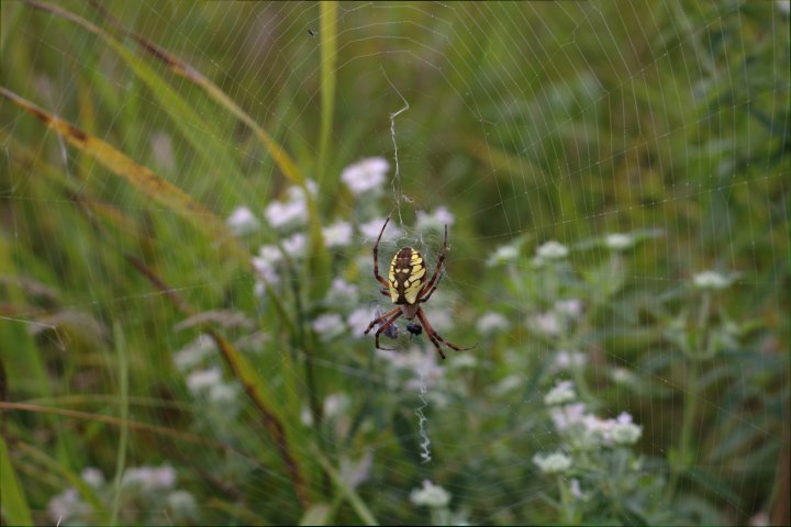 Book Review: The Earth Path by&nbsp;Starhawk