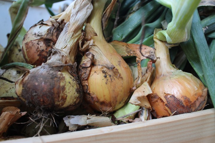 Onions & Lughnasadh: Pagan&nbsp;Homesteader