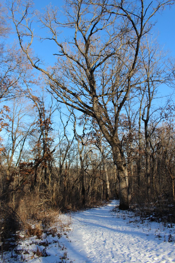 The Shifting Landscape of our Inner&nbsp;Groves