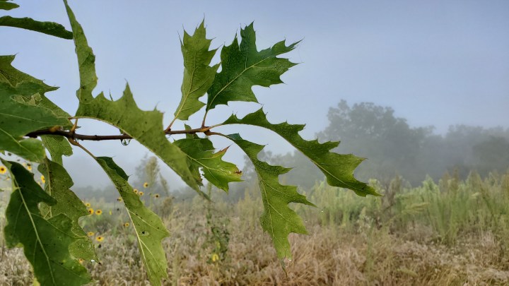 Planting a Druid’s&nbsp;Grove